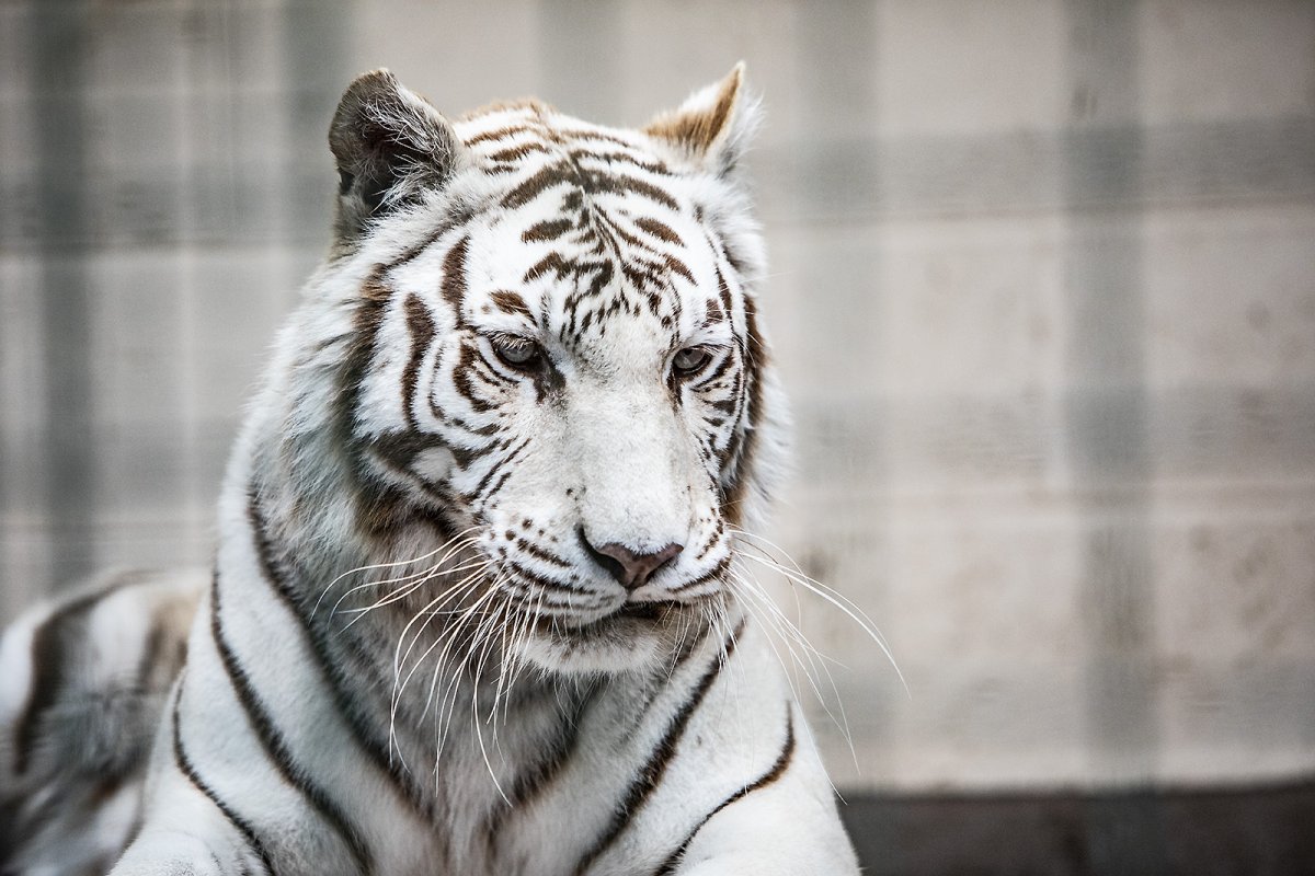 narnia is a white tiger