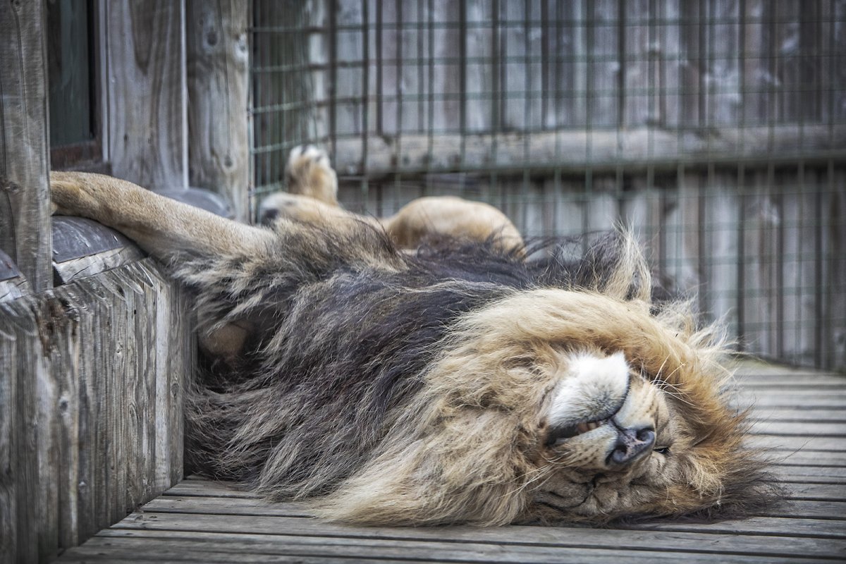 lions are quite lazy
