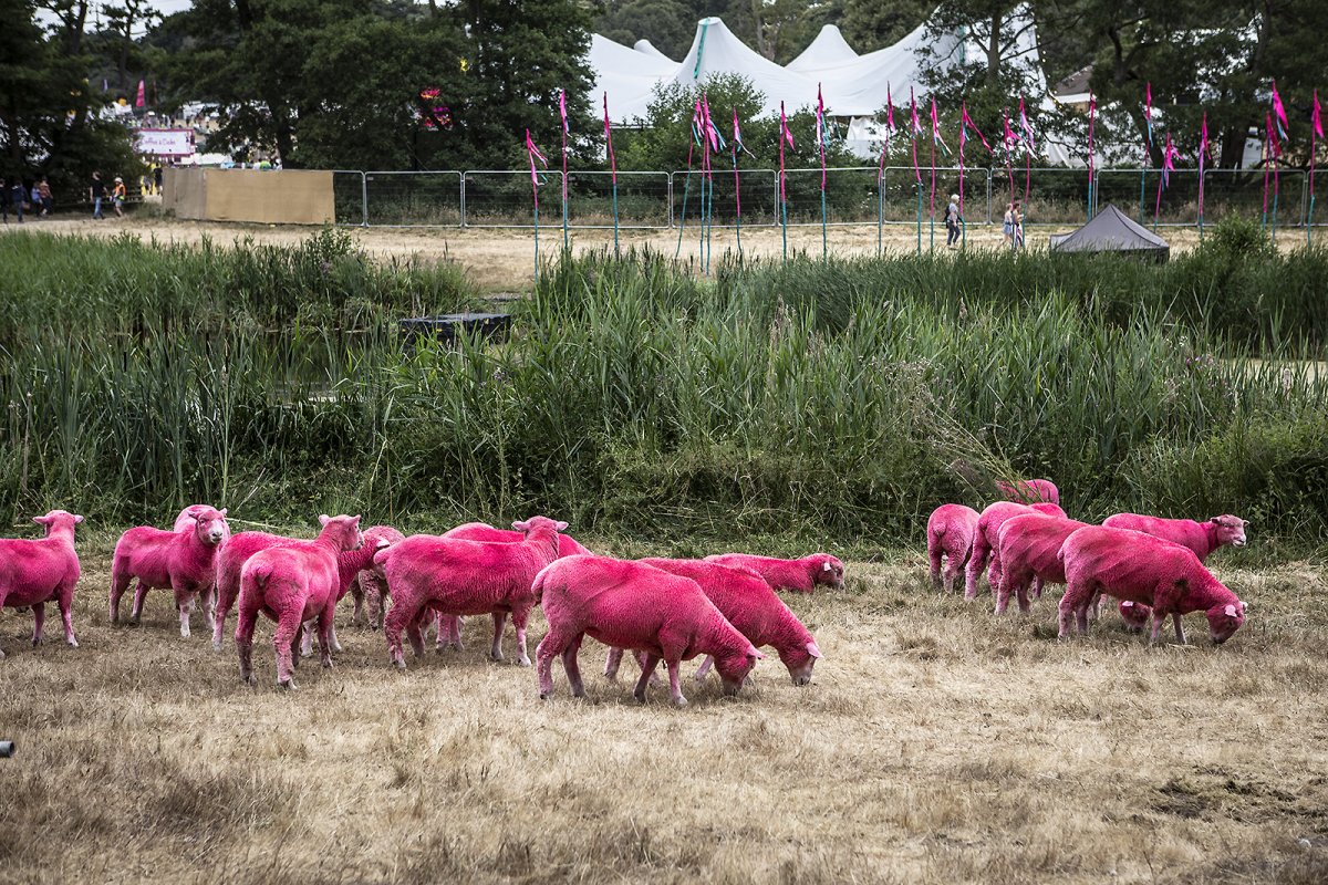 obligatory pink sheep photo