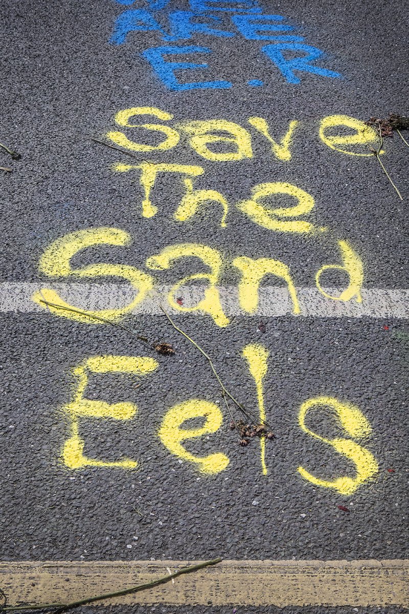 SAVE THE SAND EELS