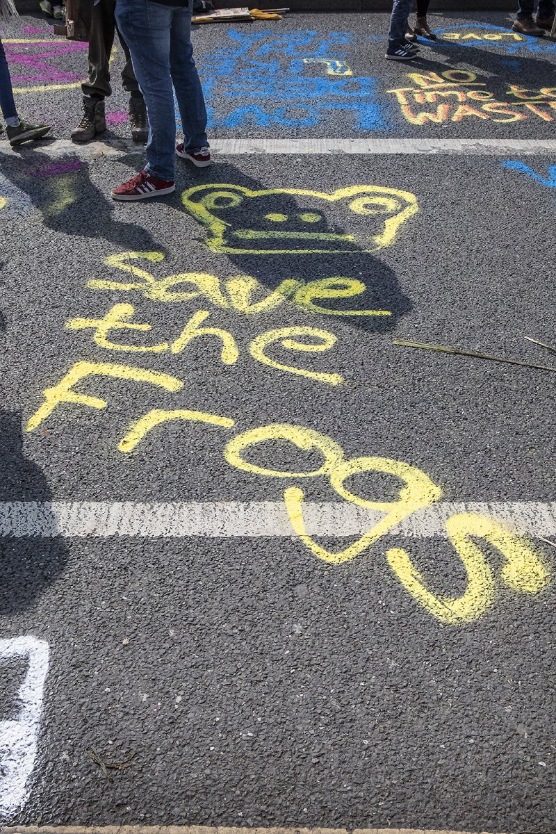 SAVE THE FROGS